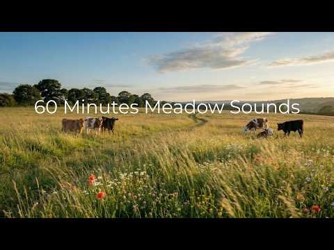 60 Minutes Meadow Sounds 🌿 Relaxing Nature Ambience for Sleep, Study & Calm