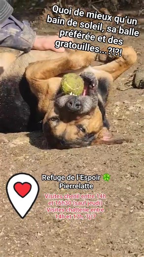 Notre refuge accueille plus de 120 chiens et environ 80 chats. Il y en a pour tous les goûts! Venez les rencontrer... https://www.refuge-animaux-pierrelatte.com/nos-chiens-à-l-adoption | Fourrière/Refuge de Pierrelatte