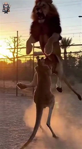 ⚡🦁 Lion Charges Kangaroo — Fierce Fight Erupts in the Wild!#AnimalClash #EpicMoment