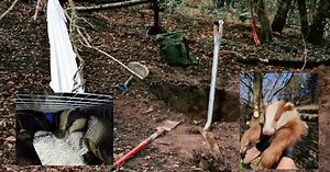 Inside the sick world of badger baiting as cases surge across Greater Manchester