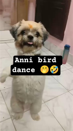 Anni bird dance 🤭🤣 #dance #funnydance #shihtzu #cutedog #funnyshorts #viralshorts