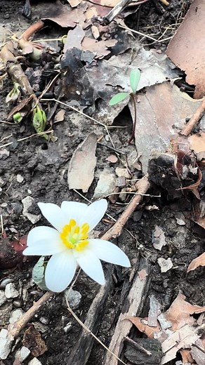First blooming Bloodroot on Sun day Flood day. #bloodroot #kentucky #wildflower