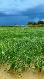 📍Ferry crossing on the Niger River in Mopti" MALI 🇲🇱 This is MALI 🇲🇱 | This is MALI
