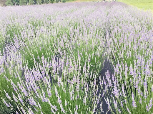 Provence Lavender Plant Live | Lavandula X Intermedia French Lavender, Healthy Starter 1" Pot - Etsy