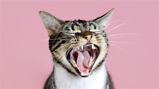 Tote Tiere bringen, Milchtritte und Co.: Verhaltensweisen von Katzen besser verstehen