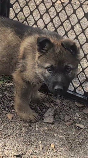 sable German Shepherd puppy #germanshepherd #gsds #sablegermanshepherd