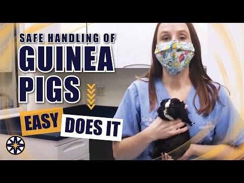 Safe Handling of Guinea Pigs