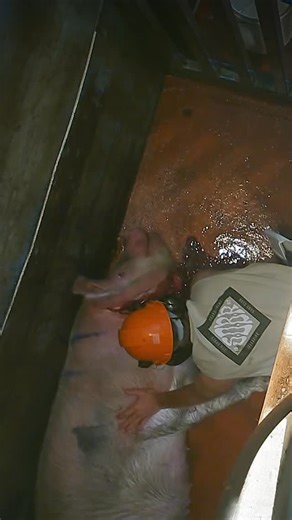 Farm Transparency Project | This pig was conscious and crying out in pain as they bleed out on the slaughterhouse floor  Under no circumstances should a stunned... | Instagram