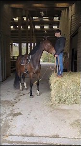 120K views · 1.1K reactions | [TRAVAIL DU JEUNE CHEVAL] Préparation...