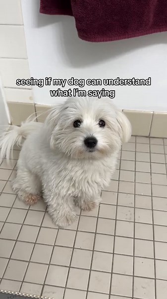 Understanding My Dog: A Playful Talking Challenge