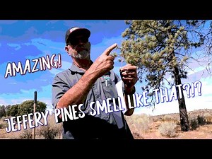 Interesting Facts about the Jeffrey Pine (Pinus Jeffreyi)