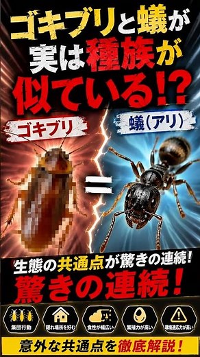 【衝撃】実は家で見るゴキブリのほとんどはオス！？メスは意外な場所にいます…