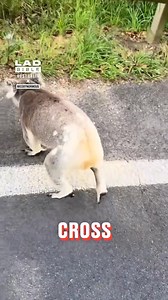 I've never heard a koala growl before 😮🐨 | LADbible Australia