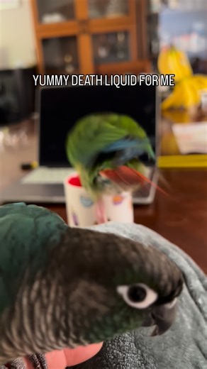 Pickles and Potato on Instagram: "If your conure doesn’t try to eat/drink something that will kill it, then is it even a conure?? #greencheekedconure #conuresofinstagram #parrotlife #conure #parrot #greencheek #greencheekconure #parrotsofinstagram #parrots_life #parrots"