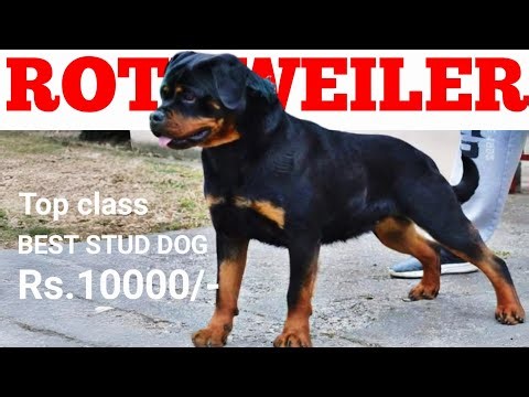 Rottweiler best stud dog | Rs.10000/- only mating charge