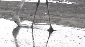 File:Phoenicopterus roseus feeding - sub-adult.ogv - Wikimedia Commons