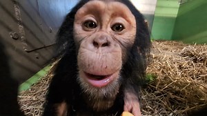 Kyansa is 10 months old, 9.5 lbs, and 100% stealing hearts this Valentine's Day. 🧡 As you can see, one of her favorite snacks is apples. 🍎Although she will continue nursing for several years, she is exploring more solid foods and picking her favorites! | Sedgwick County Zoo