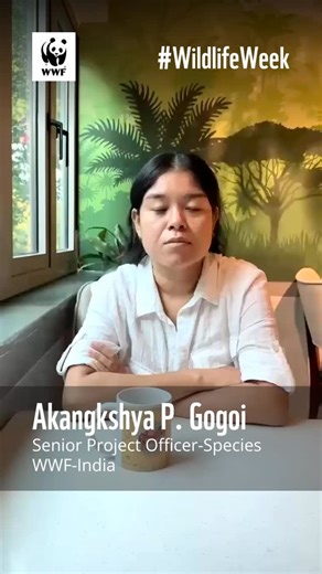 1.4K views · 25 reactions | Have you ever wondered what life at WWF-India is like? This #WildlifeWeek, we bring you wild tales from the field — hear them straight from the horse’s mouth. Akangkshya P. Gogoi, Senior Project Officer – Species at WWF-India, shares a thrilling account of a wild hunt that took place in the Terai Arc Landscape. #WWFIndia #Tiger #wildlifeweek #wildanimals #conservation | WWF-India | Facebook