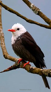 Nature perfect contrast ✨ The white headed black bulbul - where elegance meets the wild. Truly a hidden gem of the forest 🌿 | Naturaleza Colours