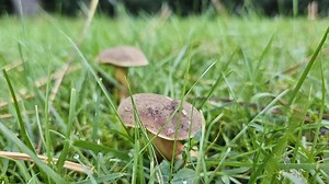 How To Spot And Treat Fungal Lawn Diseases Early
