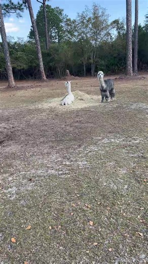 🐐 Gʳᵃⁿᵈ Pᵃ Tʰᵉ Gᵒᵃᵗ 🐐 (@grandpathegoated)’s videos with Dirt road lesson - Derrick