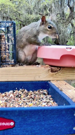 Where Did This Squirrel Come From?!