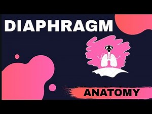 DIAPHRAGM part-1/3 Origin and insertion (easy explanation)
