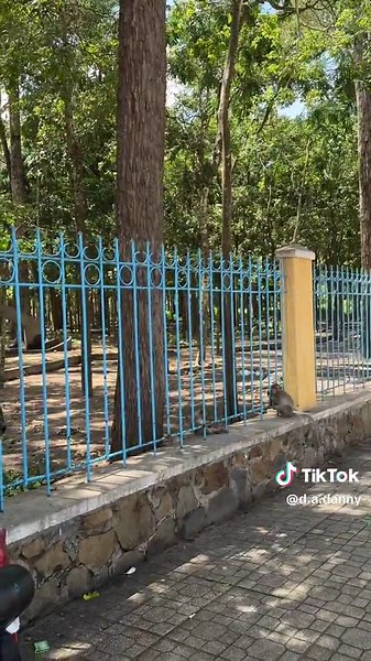 Funny Monkey Video Compilation - Embarrassing Moments and Hilarious Reactions