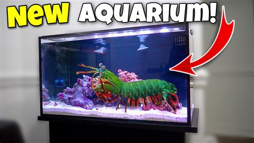 My giant mantis shrimp outgrew his aquarium! *New home*