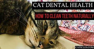 Cat teeth cleaning: Dentals and natural products