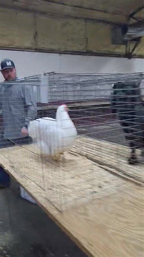 2.5K views · 131 reactions | Champion Row- Unifour Poultry Show- Salisbury, NC today! #apa150years | American Poultry Association | Facebook