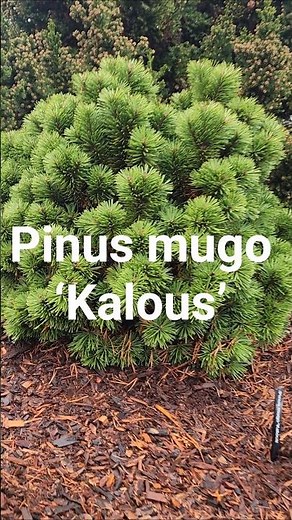 Pinus mugo ‘Kalous’ #pine #garden #bonsai #gardening #oregon #gardendesign #gardening