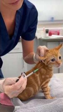 Heartwarming ‼️ Saving kittens on the street