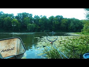 Ловля на пикер на реке в заводи кувшинок