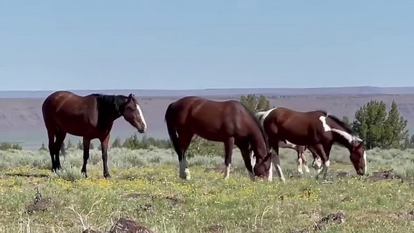From Mild to Wild! Here is the full video covering one day of several on a June 2021 trip on Steens in SE Oregon. You’ll roam MUSTANG WILD with Alice and I - seeing good ol’ Ranger, the old band stallion who some of you know was captured and lived out the rest of his life in peace with Rango & Commander. While visiting the band on the Steens, you will hear about a mustang dynamic of a banished three-year-old stallion- encouraged to move on and start his own journey, courtesy of the band’s Lieute