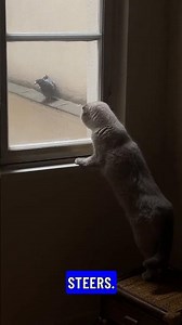 🤯 Pigeons Guided Missiles?! Ancient FIRE Weapon LOST?! | Cosmic Conquerors