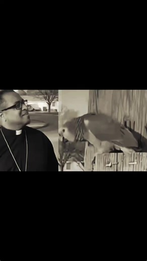 Follow The Laughter (@followthelaughter)’s video of My Pet Parrot