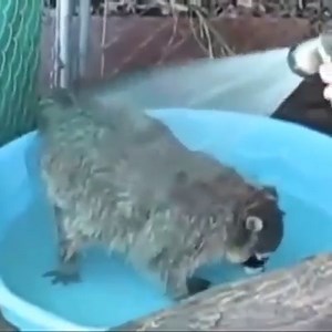 114K views · 2.4K reactions | Raccoon pool party! | Animal Lovers | Facebook