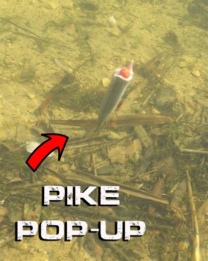 137K views · 1.1K reactions | BEST WAY TO POP-UP A DEADBAIT Using a homemade polyball boom-section threaded inside his bait, Dan Woolcott often reaches for a popped-up deadbait over choddy lakebeds or when he wants to really catch the eye of a predator. #ESOX #drennan #drennanspecialist | Drennan International | Facebook