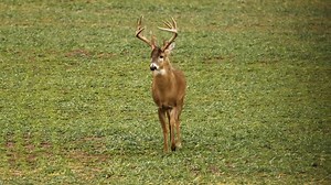 241K views · 4.3K reactions | Jeff Danker draws back on his biggest buck with a bow hunting out of a HAWK blind!!! | Buckventures | Facebook