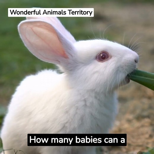 Fascinating Facts About Rabbit Breeding Seasons Revealed