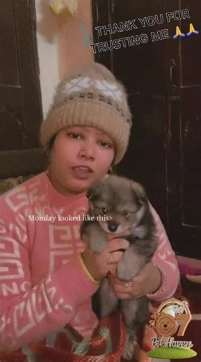 Culture pom🐶 male Delivery📦 Rajpura🚚 ☎️87258-56565☎️ ‪@Pet_Haven_07‬