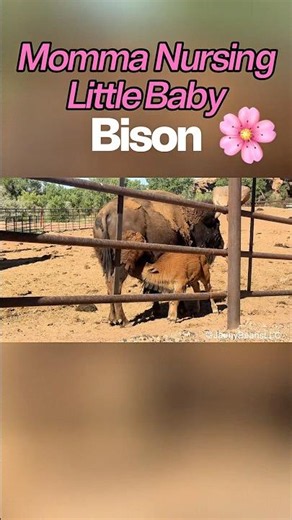 Momma Nursing Little Baby Bison 🌸