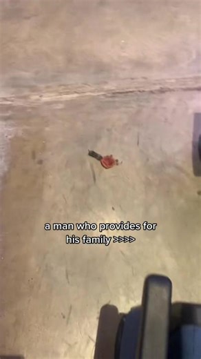 Animals Eating Good Compilation