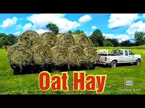 Cutting, Raking, Baling, and Wrapping Oats for Hay