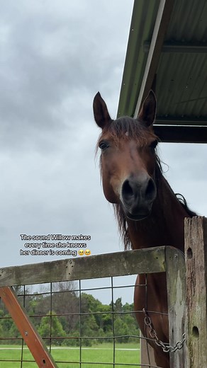 Willow's Adorable Nicker for Dinner Time