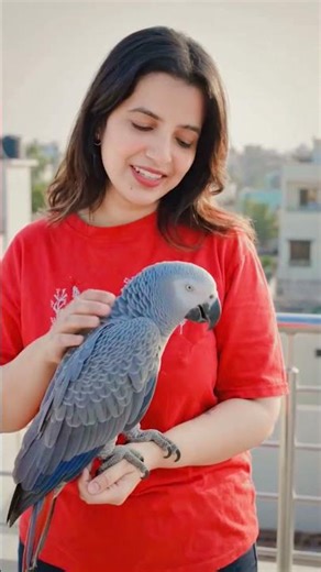 Talking less, observing more… African Grey vibes 👀❤🦜#smartparrot#talkingparot