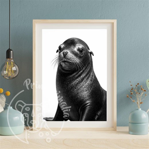 Kunst mit kalifornischem Seelöwen, Porträt eines Meeressäugers, Digitaldruck (300 dpi), Schwarz-Weiß-Fotografie des Ozeans, Wanddekoration für Küstenmotive, Kunstdruck - Etsy.de