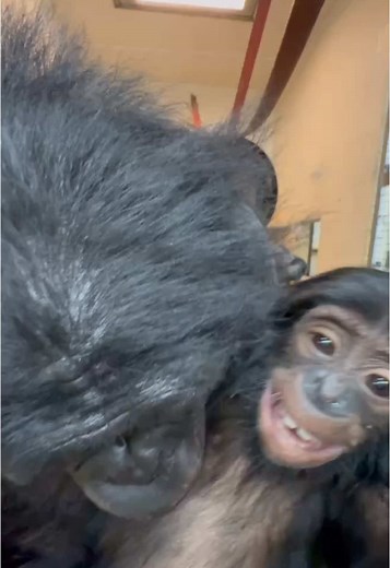 Kesi the Bonobo Gives Daisy Raspberries at Cincinnati Zoo