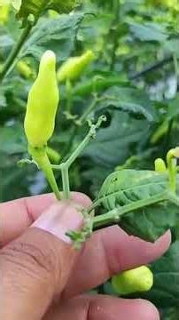HOW TO TREAT THRIPS AND MITE INFESTATIONS #agriculture